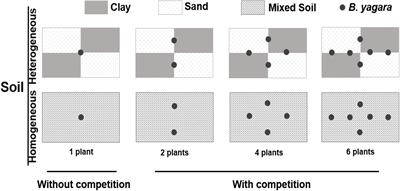 Effects of Temporal Heterogeneity of Water Supply and Spatial Heterogeneity of Soil Nutrients on the Growth and Intraspecific Competition of Bolboschoenus yagara Depend on Plant Density